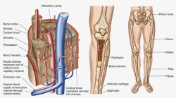 静脉神经关节骨头高清图片