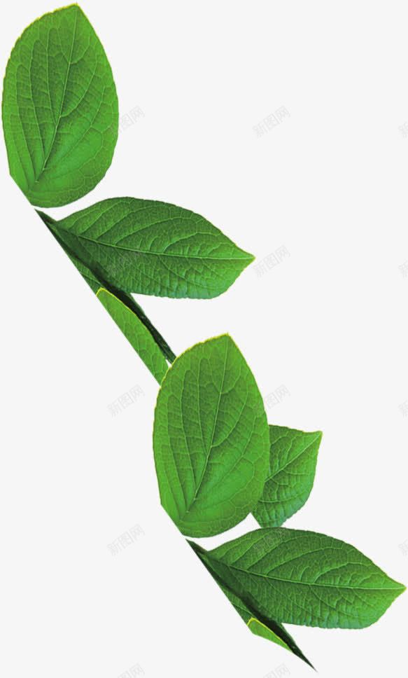 手绘绿色叶脉植物树叶png免抠素材_88icon https://88icon.com 叶脉 树叶 植物 绿色