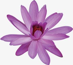 紫色花朵花蕊正面素材