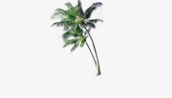 椰子树植物海南夏天素材