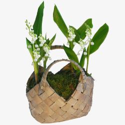 竹篮里的植物素材