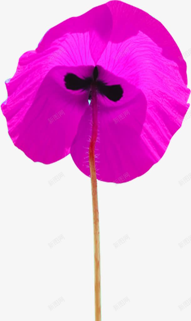 夏日卡通海报紫色花朵效果png免抠素材_88icon https://88icon.com 卡通 夏日 效果 海报 紫色 花朵