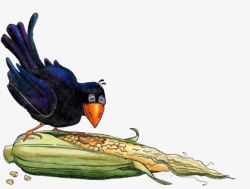 乌鸦吃玉米素材