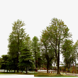 树木公园景观绿化素材