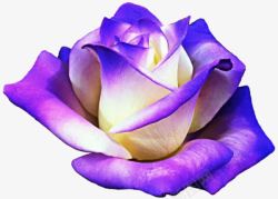 实物紫色渐变花朵花卉素材
