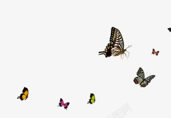 金色飞蝶飞翔的群蝴蝶高清图片