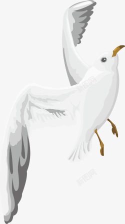白色和平鸽黑色眼睛翅膀素材