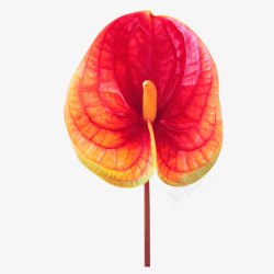 红色马蹄莲花朵素材