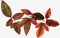 一枝从绿色到棕红色的叶子素材