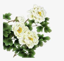 手绘白色复古花朵绿叶素材