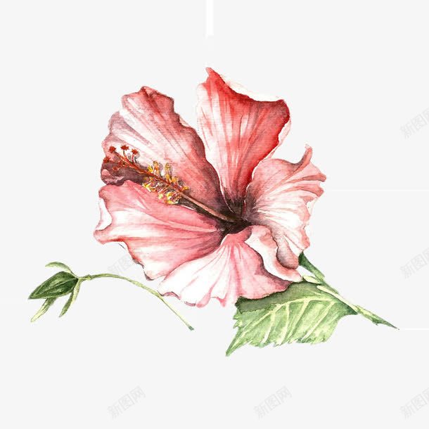 粉红色的花朵png免抠素材_88icon https://88icon.com 开放 植物 粉红色 花朵