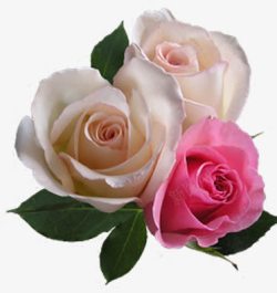 清新粉白色玫瑰花朵素材
