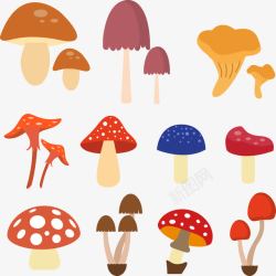 特色蘑菇素材