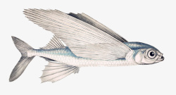长翅膀的鱼素材