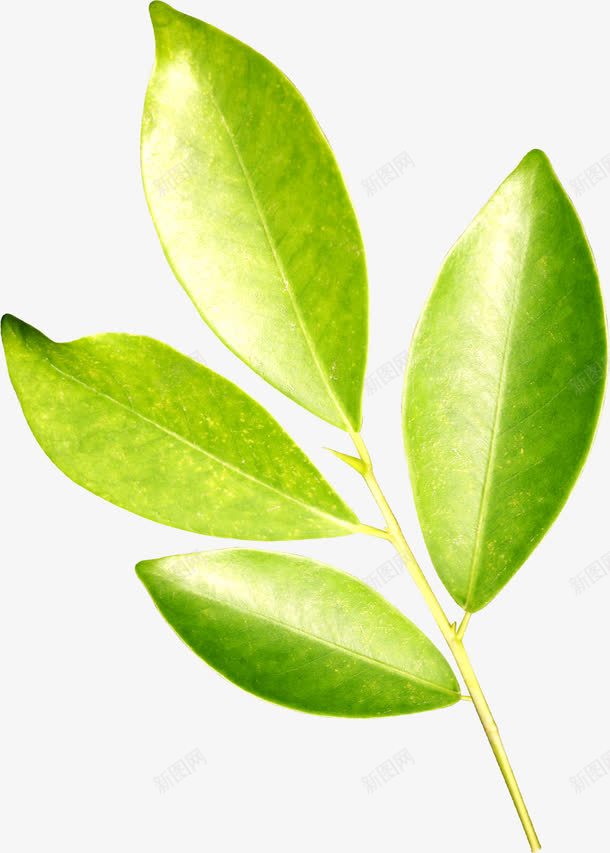 春天黄绿色树叶装饰树枝png免抠素材_88icon https://88icon.com 春天 树叶 树枝 装饰 黄绿色