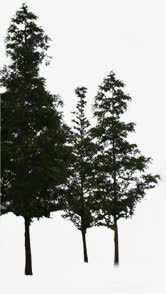 黑色创意环境渲染效果树木素材