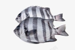 两条黑白纹活鱼素材