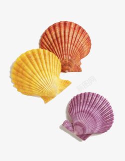 扇贝素材