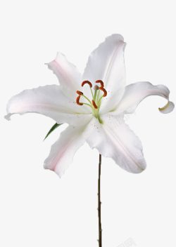 白色的花朵素材