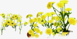 手绘植物夏日风景黄色花朵素材