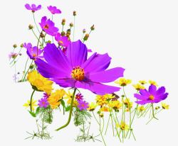 紫色植物花朵效果卡通素材