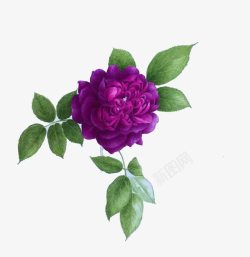 一朵紫色装饰手绘花束素材
