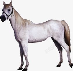 白色马匹动物千里马素材