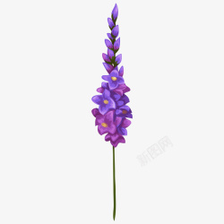 卡通植物紫色薰衣草素材