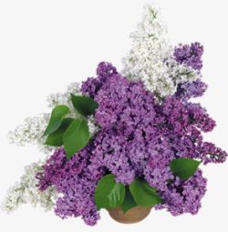 茂盛紫色白色花朵素材