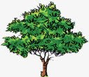 绿色手绘高大树木素材