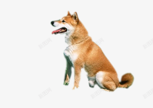 柴犬交话费覅附录png免抠素材_88icon https://88icon.com PNG 动物 柴犬 狗狗