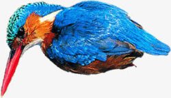 蓝色啄木鸟素材