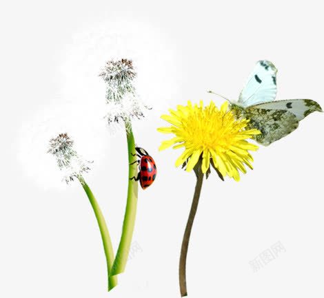 春天花朵植物美景瓢虫蒲公英png免抠素材_88icon https://88icon.com 春天 植物 瓢虫 美景 花朵 蒲公英