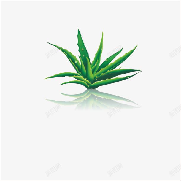 芦荟png免抠素材_88icon https://88icon.com 中药芦荟 植物摄影 清晰芦荟 立体芦荟