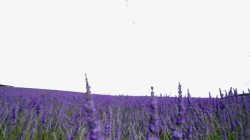 紫色薰衣草风景二素材