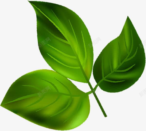 树叶植物卡通效果海报png免抠素材_88icon https://88icon.com 卡通 效果 树叶 植物 海报