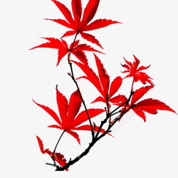 枫树枝红色枫树枝高清图片