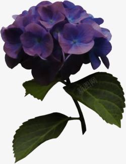 紫色绣球花素材