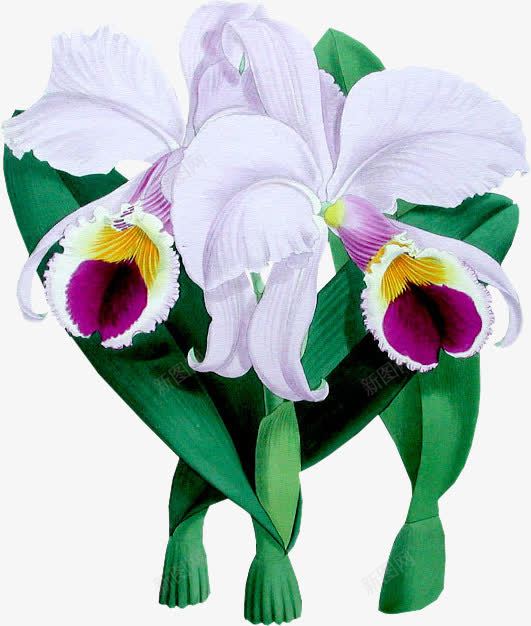 水彩白色花瓣植物png免抠素材_88icon https://88icon.com 植物 水彩 白色 素材 花瓣 高清