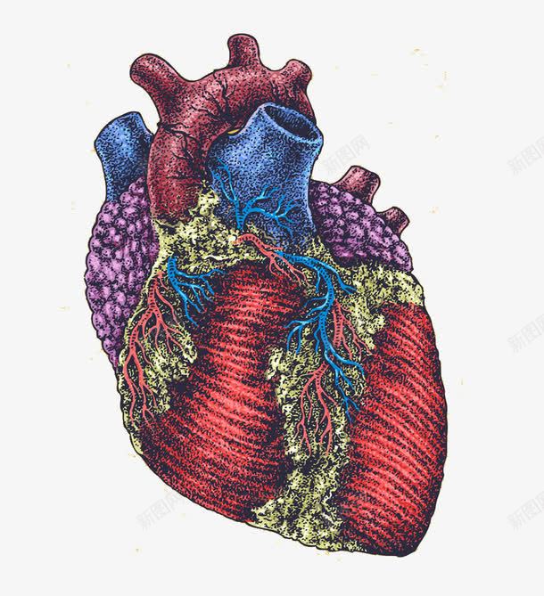 手绘心脏器官png免抠素材_88icon https://88icon.com 人体器官 器官 心脏 手绘