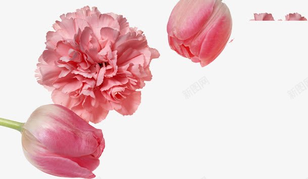 粉色唯美花朵康乃馨植物png免抠素材_88icon https://88icon.com 康乃馨 植物 粉色 花朵