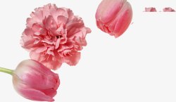 粉色唯美花朵康乃馨植物素材