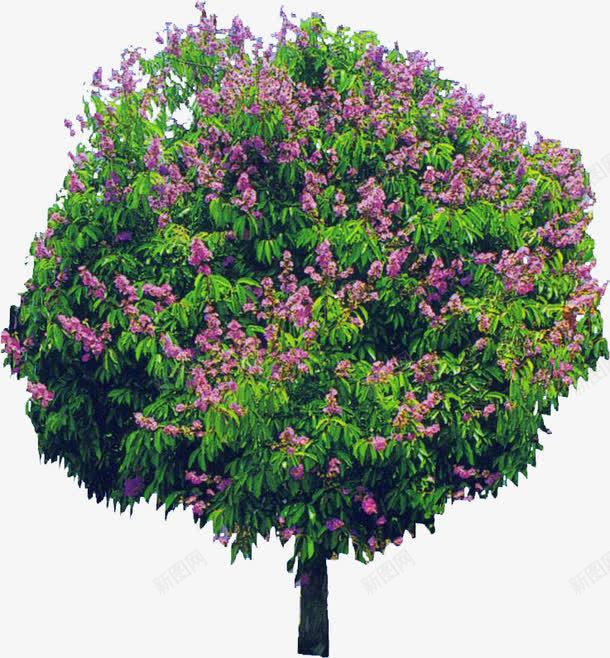 紫色唯美浪漫植物png免抠素材_88icon https://88icon.com 植物 浪漫 紫色