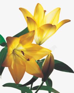 植物效果女装海报黄色植物花朵素材
