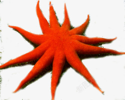 红珊瑚海洋素材