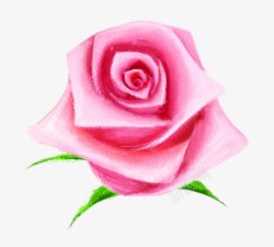 手绘粉色玫瑰花朵植物素材