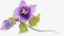紫色卡通手绘唯美花朵素材