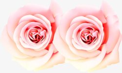 渐变粉色玫瑰花朵素材