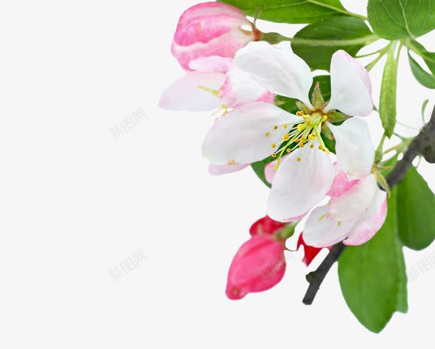 绿叶白色粉色小花png免抠素材_88icon https://88icon.com 白色 粉色 绿叶