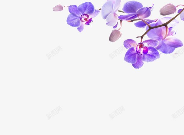 紫色蝴蝶兰png免抠素材_88icon https://88icon.com 紫色 蝴蝶兰 装饰